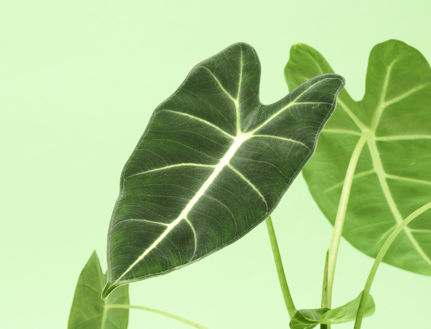Gartencenter Kremer. Die Naturtalente | Alokasie