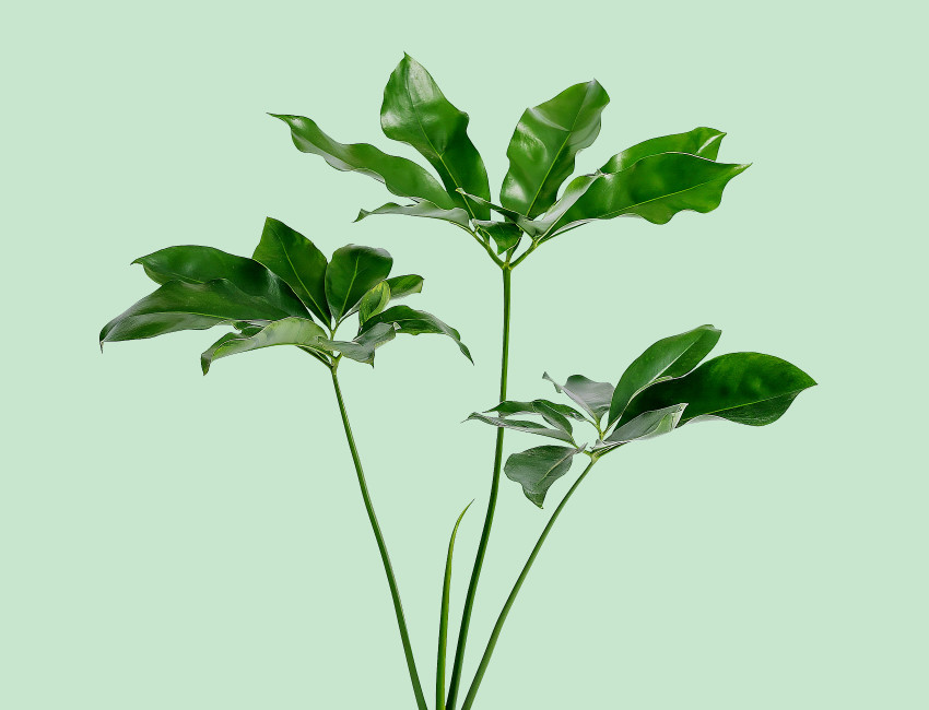 Gartencenter Kremer. Die Naturtalente | Baumfreund