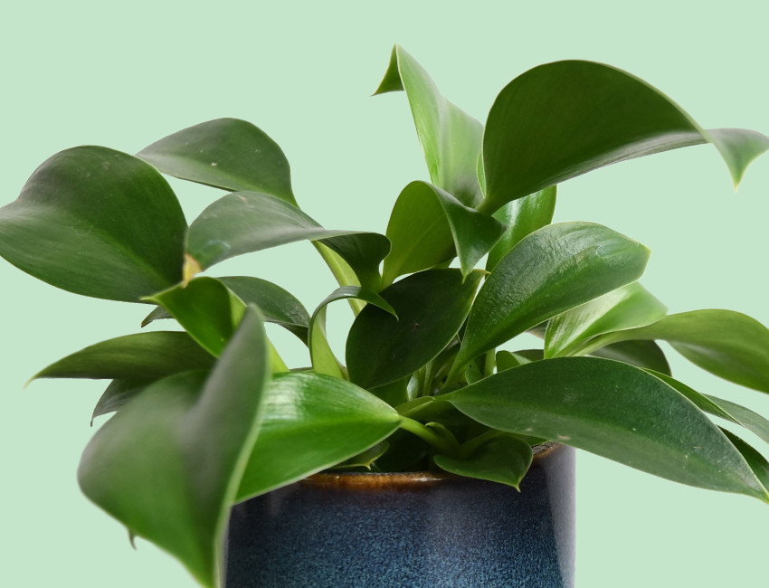 Gartencenter Kremer. Die Naturtalente | Baumfreund 'Green Princess'