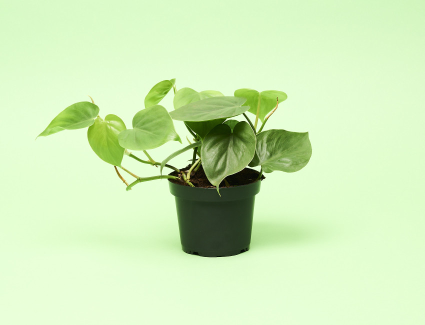 Gartencenter Kremer. Die Naturtalente | Baumfreund