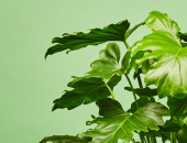 Gartencenter Kremer. Die Naturtalente | Baumfreund bipinnatifidum