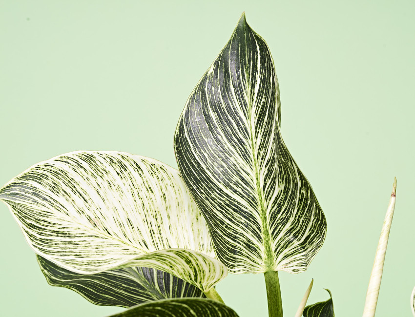 Gartencenter Kremer. Die Naturtalente | Baumfreund
