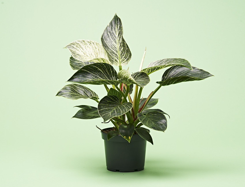 Gartencenter Kremer. Die Naturtalente | Baumfreund