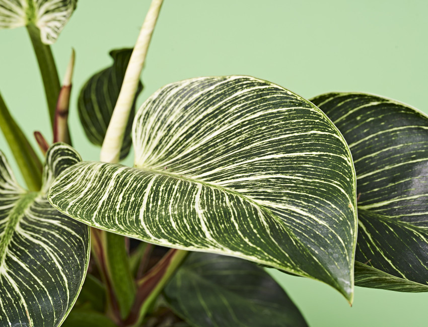 Gartencenter Kremer. Die Naturtalente | Baumfreund