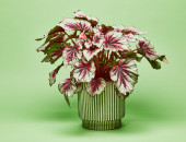 Gartencenter Kremer. Die Naturtalente | Begonia-Rex-Hybride