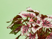 Gartencenter Kremer. Die Naturtalente | Blattbegonie