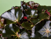 Gartencenter Kremer. Die Naturtalente | Begonie