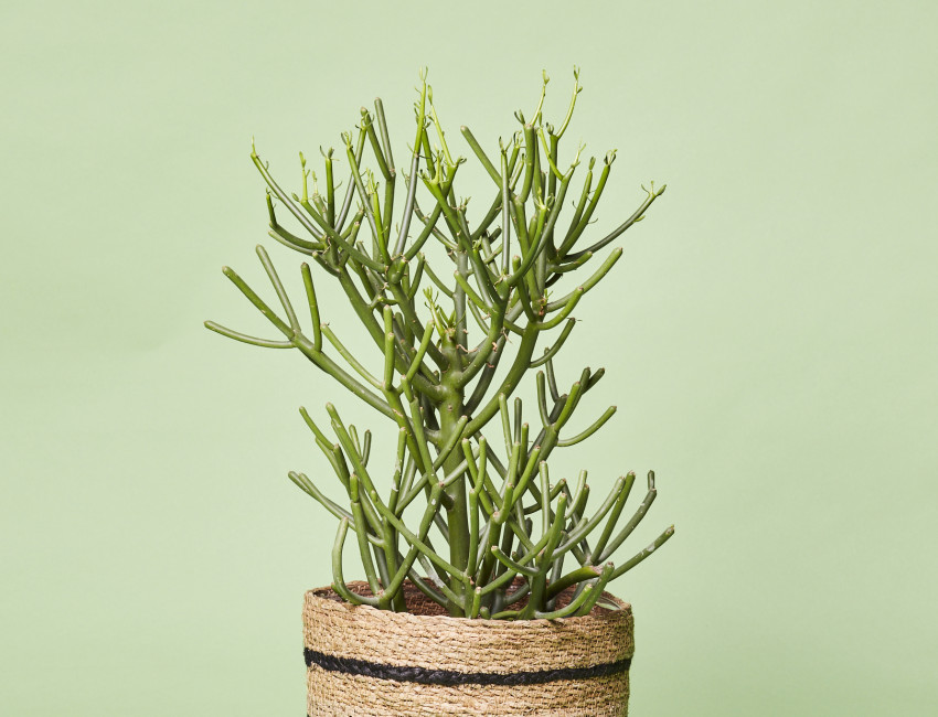dischidia ruscifolia variegata Dischidia ruscifolia Variegata Million Hearts Foliage Creeper