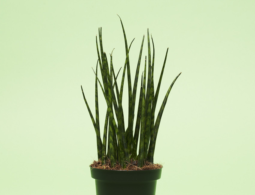 Gartencenter Kremer. Die Naturtalente | Bogenhanf