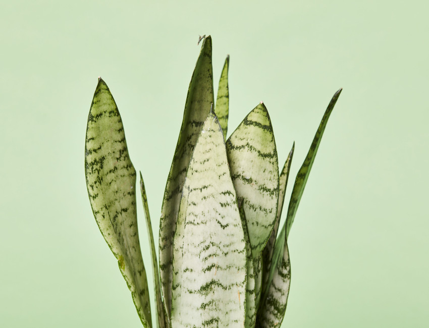 Gartencenter Kremer. Die Naturtalente | Bogenhanf