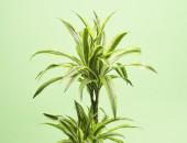 Gartencenter Kremer. Die Naturtalente | Drachenbaum