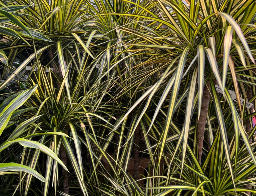 Gartencenter Kremer. Die Naturtalente | Drachenbaum