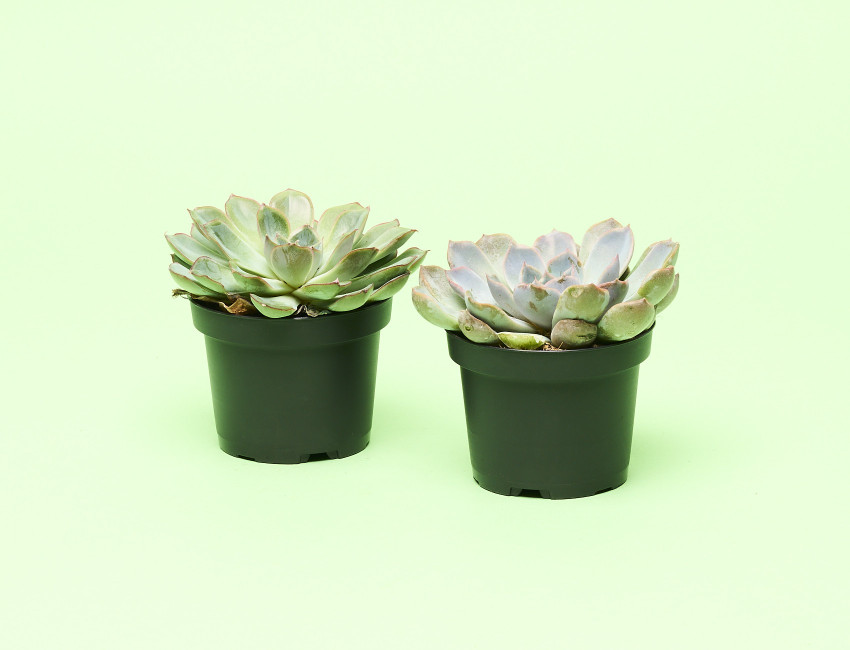 Gartencenter Kremer. Die Naturtalente | Echeverie