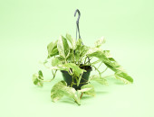 Gartencenter Kremer. Die Naturtalente | Efeutute