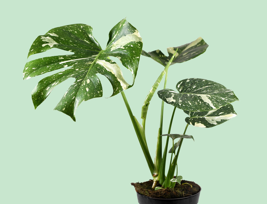 Gartencenter Kremer. Die Naturtalente | Fensterblatt