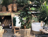 Gartencenter Kremer. Die Naturtalente | Fiederaralie "Fabian"