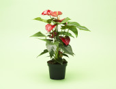 Gartencenter Kremer. Die Naturtalente | Flamingoblume