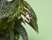 Gartencenter Kremer. Die Naturtalente | Forellenbegonie