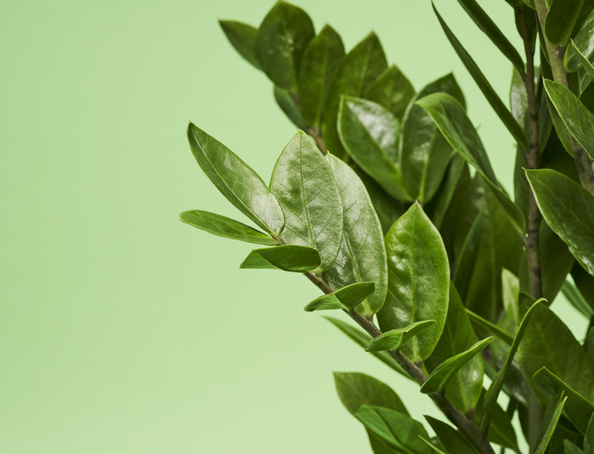 Gartencenter Kremer. Die Naturtalente | Glücksfeder