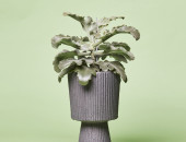 Gartencenter Kremer. Die Naturtalente | Elefantenohr-Kalanchoe