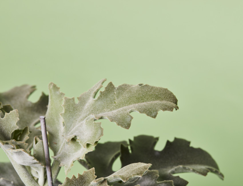Gartencenter Kremer. Die Naturtalente | Elefantenohr-Kalanchoe