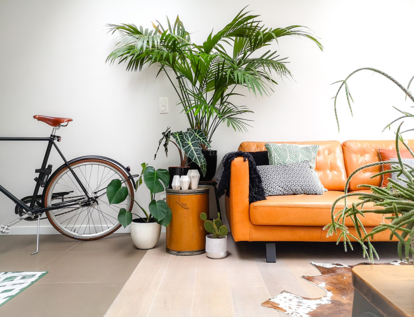 Gartencenter Kremer. Die Naturtalente | Kentia Palme