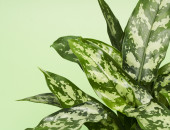 Gartencenter Kremer. Die Naturtalente | Kolbenfaden