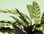 Gartencenter Kremer. Die Naturtalente | Korbmarante