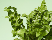 Gartencenter Kremer. Die Naturtalente | Nestfarn