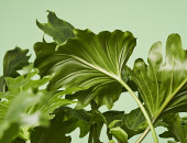 Gartencenter Kremer. Die Naturtalente | Baumfreund „Little Hope“