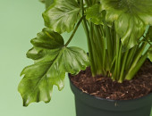 Gartencenter Kremer. Die Naturtalente | Baumfreund „Little Hope“