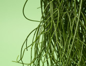 Gartencenter Kremer. Die Naturtalente | Rutenkaktus