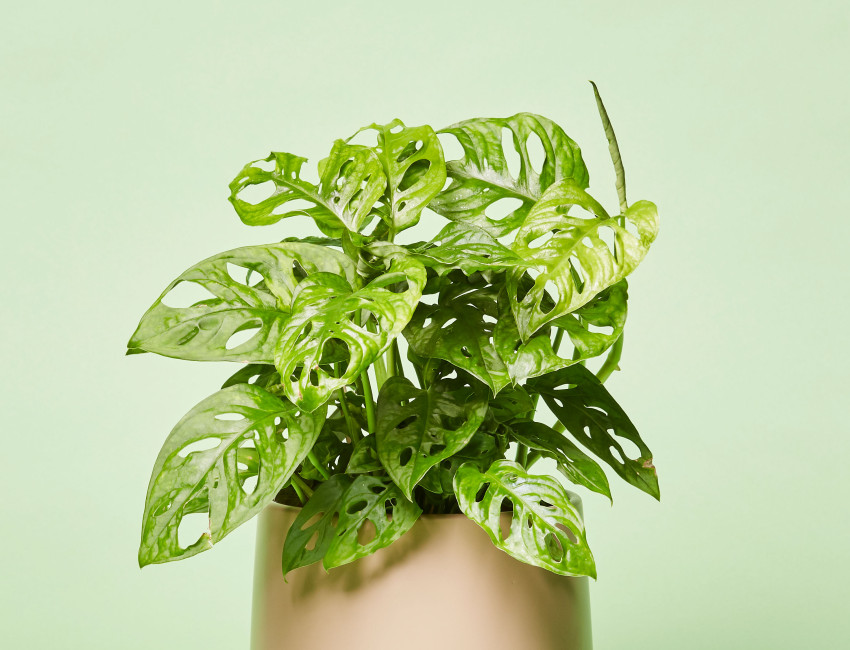 Gartencenter Kremer. Die Naturtalente | Fensterblatt "Monkey Mask"