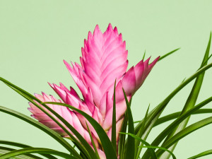 Gartencenter Kremer. Die Naturtalente | Tillandsia