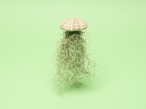 Gartencenter Kremer. Die Naturtalente | Tillandsie in Seeigel