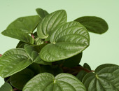 Gartencenter Kremer. Die Naturtalente | Zwergpfeffer