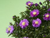 Gartencenter Kremer. Die Naturtalente | Aster Showmakers