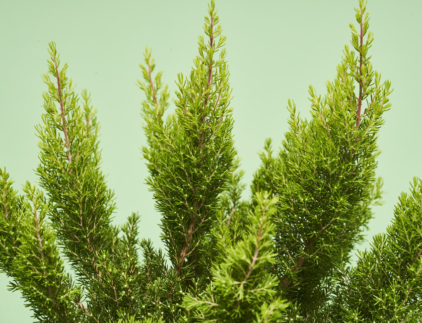 Gartencenter Kremer. Die Naturtalente | Baumheide