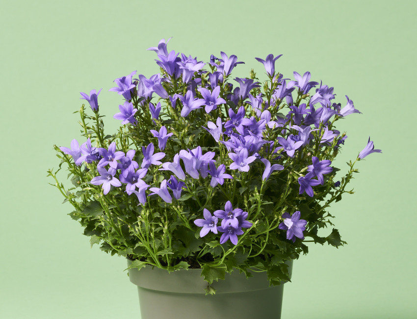 Gartencenter Kremer. Die Naturtalente | Glockenblume