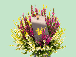 Gartencenter Kremer. Die Naturtalente | Besenheide ‘Color Crown®’