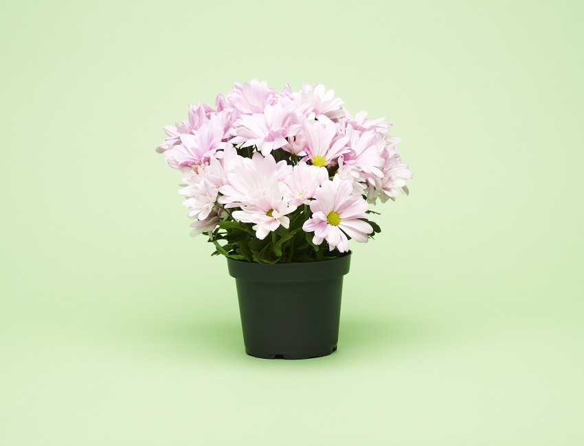Gartencenter Kremer. Die Naturtalente | Chrysantheme