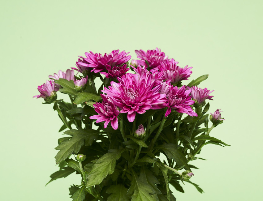 Gartencenter Kremer. Die Naturtalente | Chrysantheme