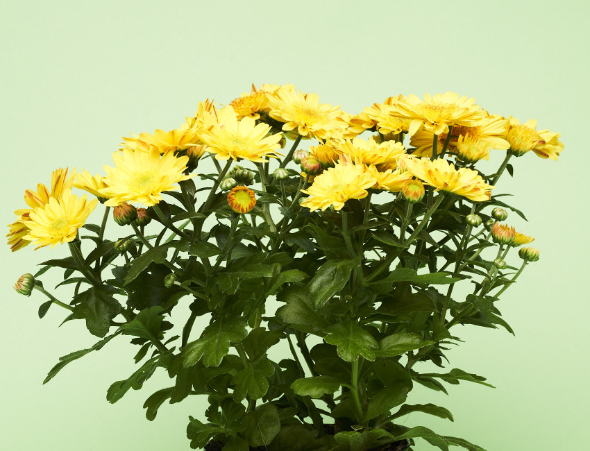 Gartencenter Kremer. Die Naturtalente | Chrysantheme