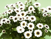Gartencenter Kremer. Die Naturtalente | Chrysantheme Yin Yang