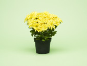 Gartencenter Kremer. Die Naturtalente | Chrysantheme