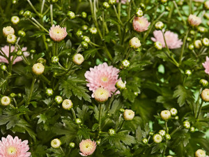 Gartencenter Kremer. Die Naturtalente | Chrysanthemen-Busch