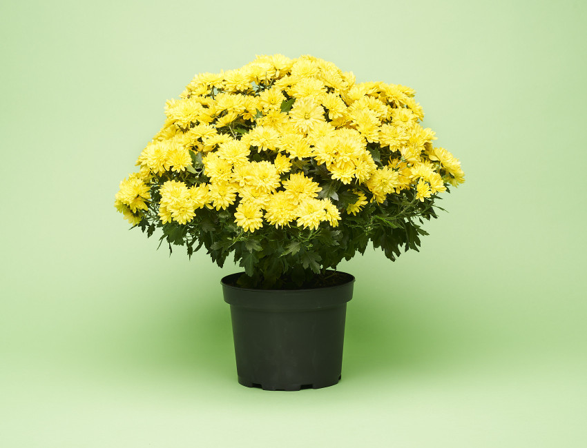 Gartencenter Kremer. Die Naturtalente | Chrysanthemenbusch