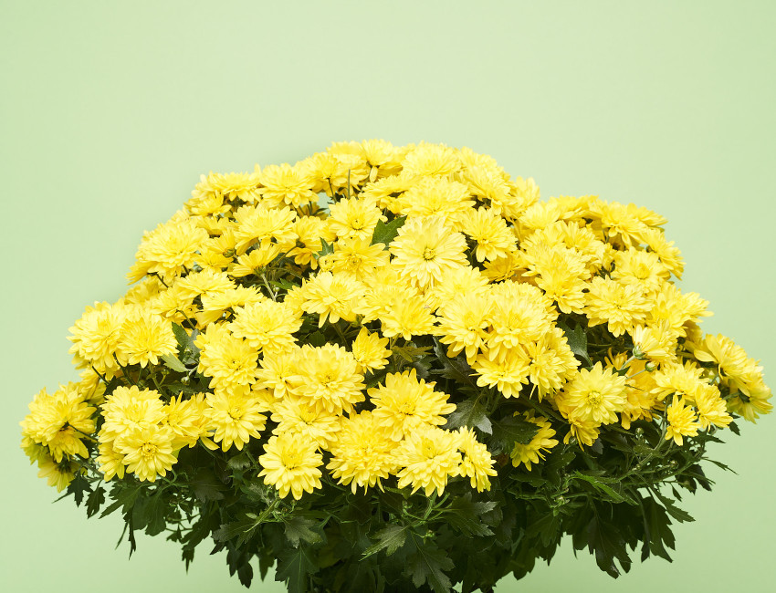 Gartencenter Kremer. Die Naturtalente | Chrysanthemenbusch