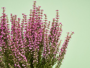 Gartencenter Kremer. Die Naturtalente | Glockenheide  'Beauty Queens'