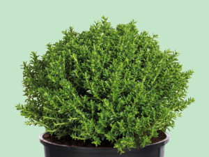 Gartencenter Kremer. Die Naturtalente | Hebe ´Green Boys`